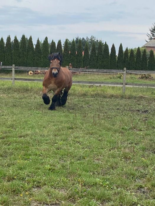 Ogier Arden szwedzki