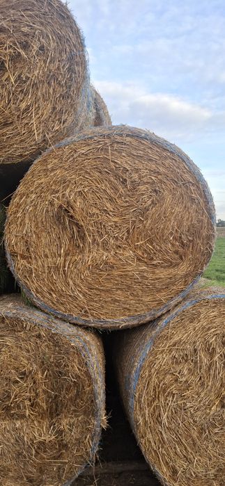 Sprzedam bele słomy 125x125 waga 240kg