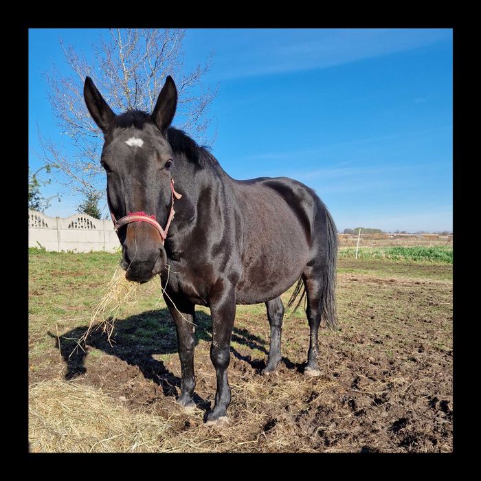 Klacz Śląska Księga Główna