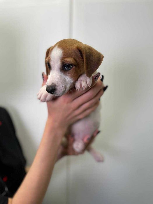 детки джеки, супер пёс, собака- друг семьи щенок Джек Рассел