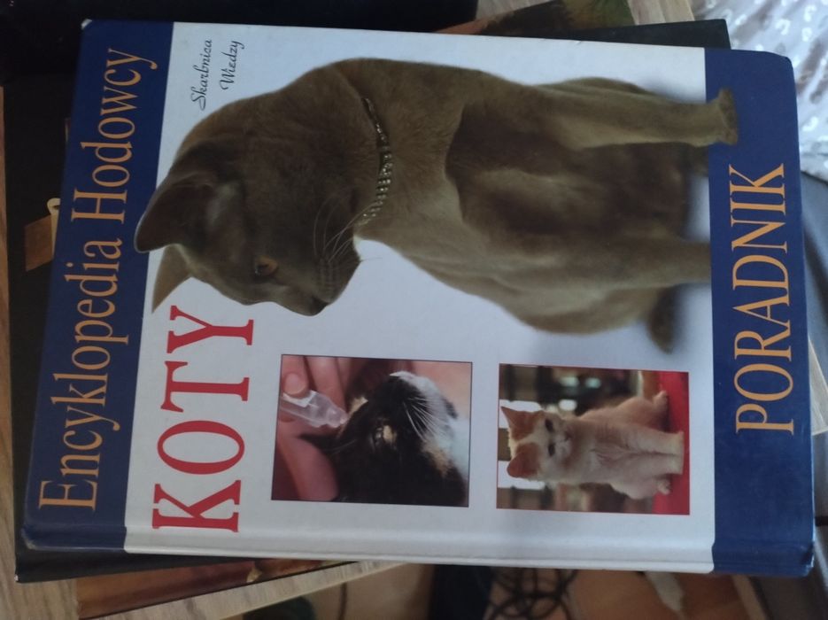 Koty poradnik hodowcy