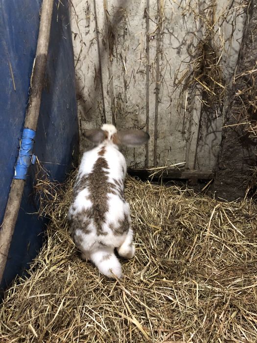 Coelho Macho reprodutor ainda jovem