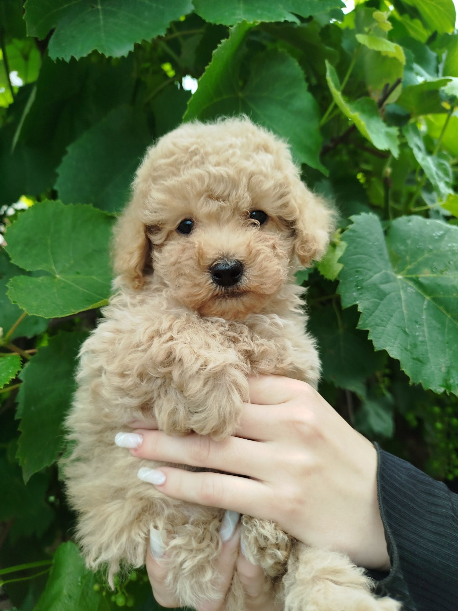 Хлопчик тікапчик