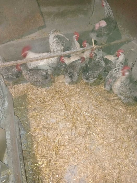 Кальцый + миниралы несушки