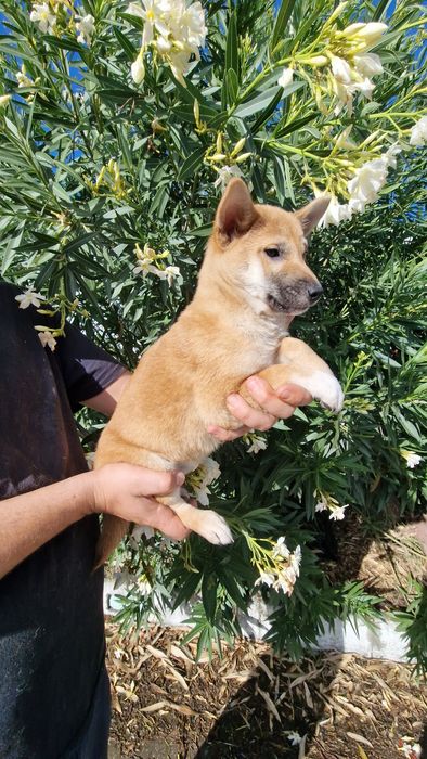 Shiba Inu Disponível
