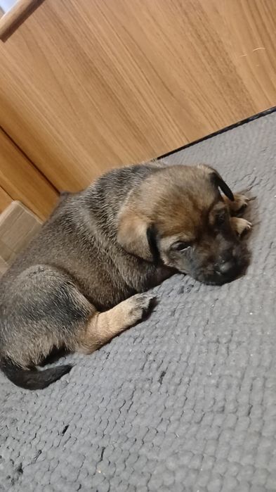 Oddam pieski w dobre ręce