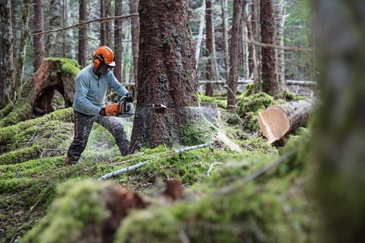 Profesjonalna wycinka i pielęgnacja drzew.