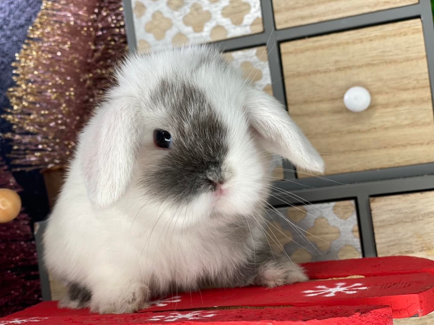 Mini lop z odbiorem na 20.12 króliczki mini lopy dowóz