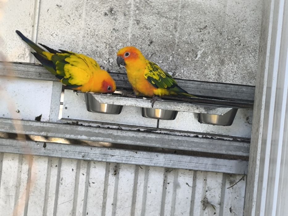 Casal Aratingas Sol 25 não consanguíneos