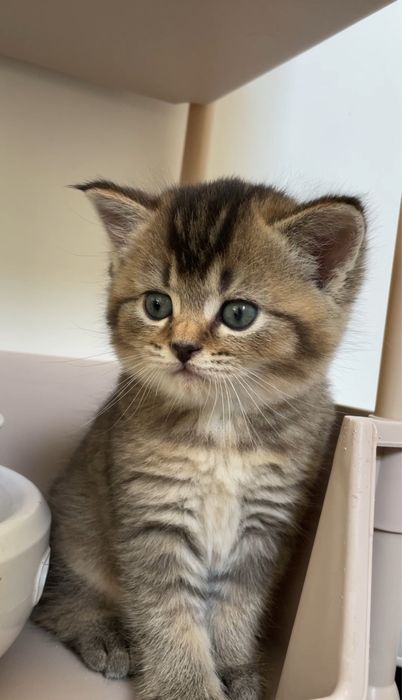 Котенок шоколадный черно золотая шиншилла с прививками, девочка