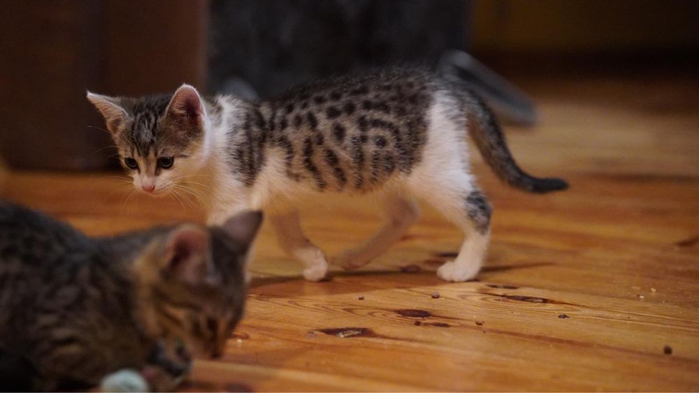 Dwupak kotków do adopcji - kocięta z rury - Randi i Mila