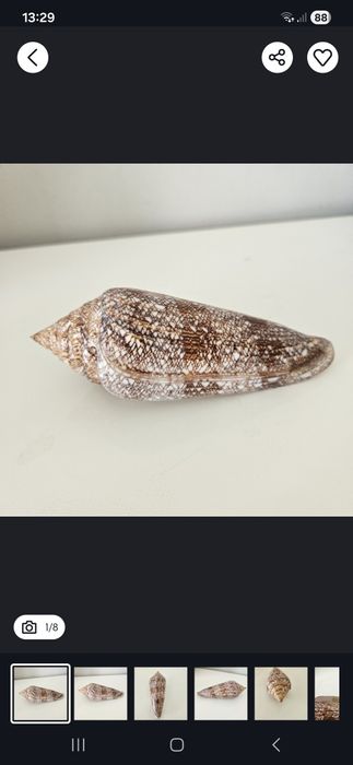 Ozdobna muszla Gloriamaris