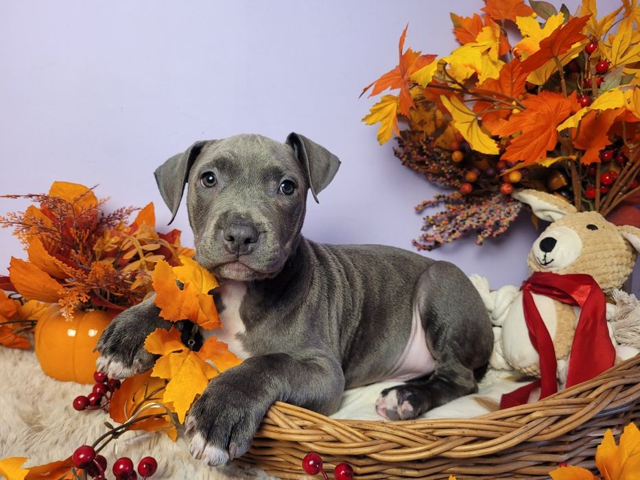 Śliczny piesek Amstaff blue!