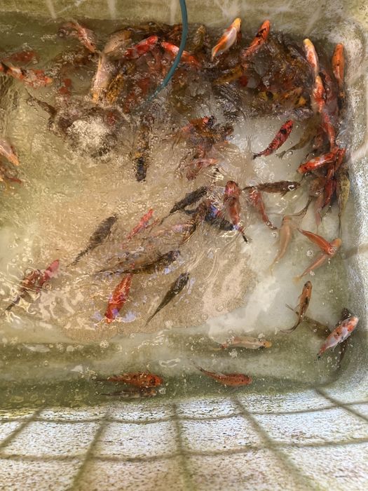 Sprzedam karp koi i inne