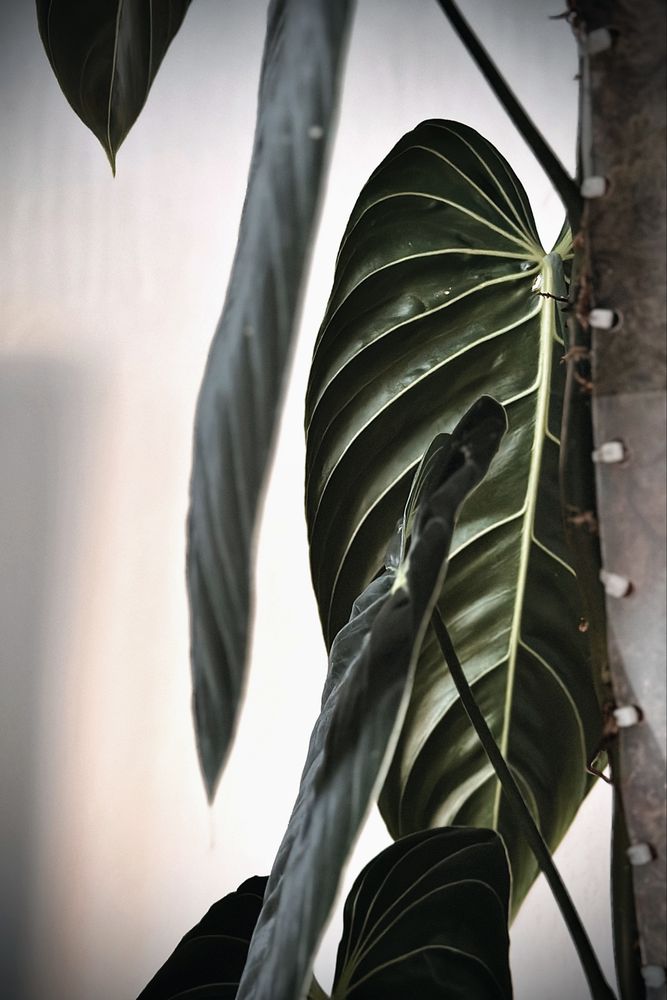 Philodendron melanochrysum BIG LEAVES - Filodendron melano duże liście