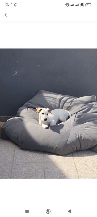 Cãozinho para adoção