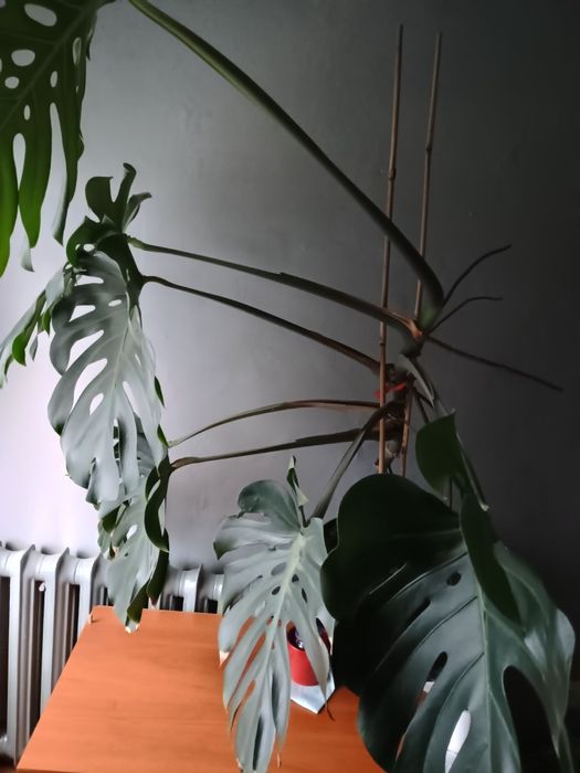 Monstera deliciosa
