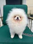 Pomeranian szpic miniaturowy Miś Mini do 2 kg cudowny boy