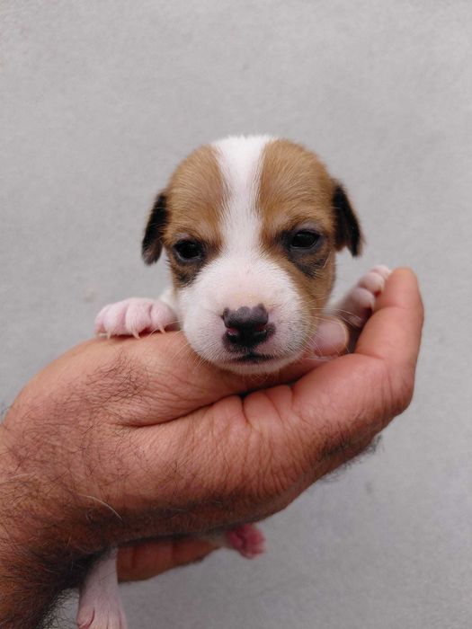 Jack Russel Terrier com LOP