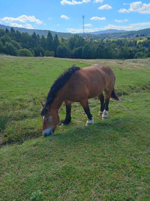 Sprzedam kobyły źrebne