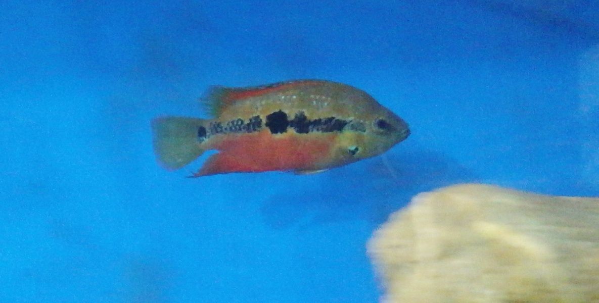 Trichromis Salvini