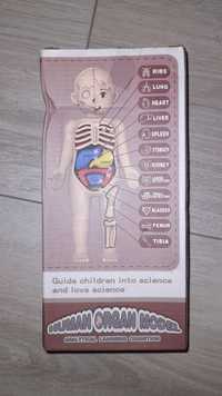 Zabawka anatomiczna nowa