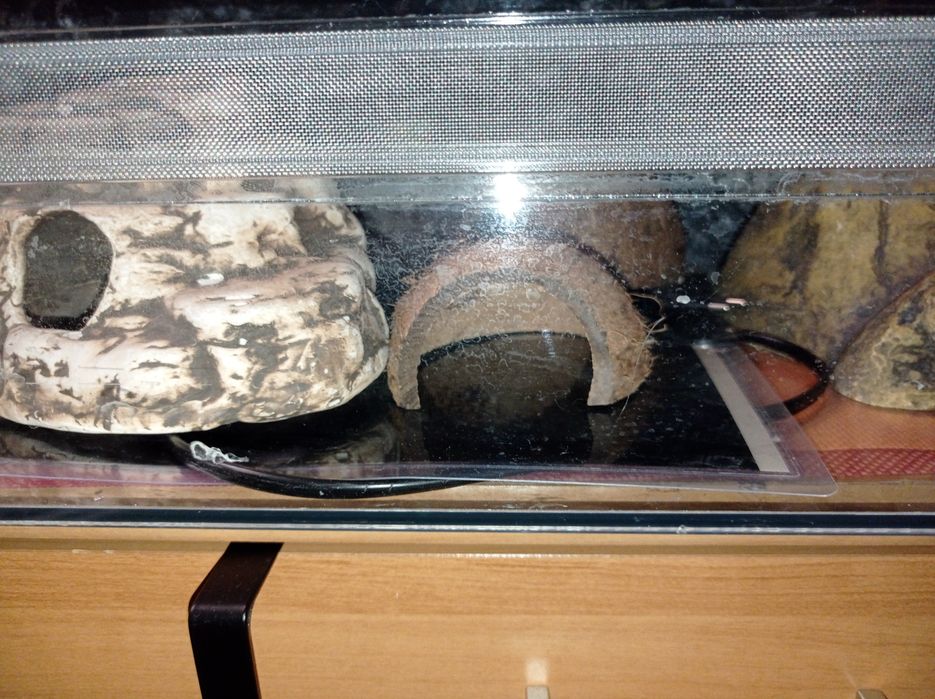 Terrarium dla gekona