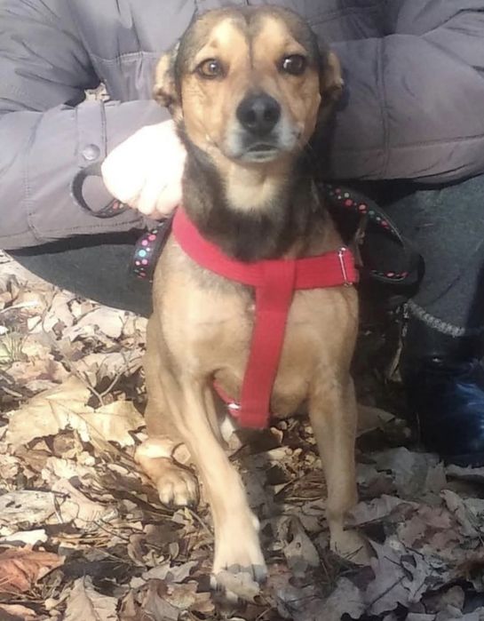 Zaginął mały brązowy/rudy mieszaniec