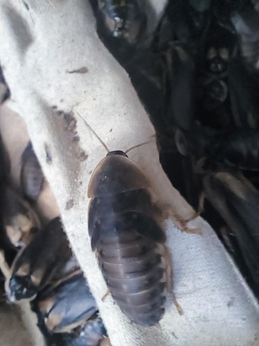 Karaczan Argentyński Dubia 50 sztuk