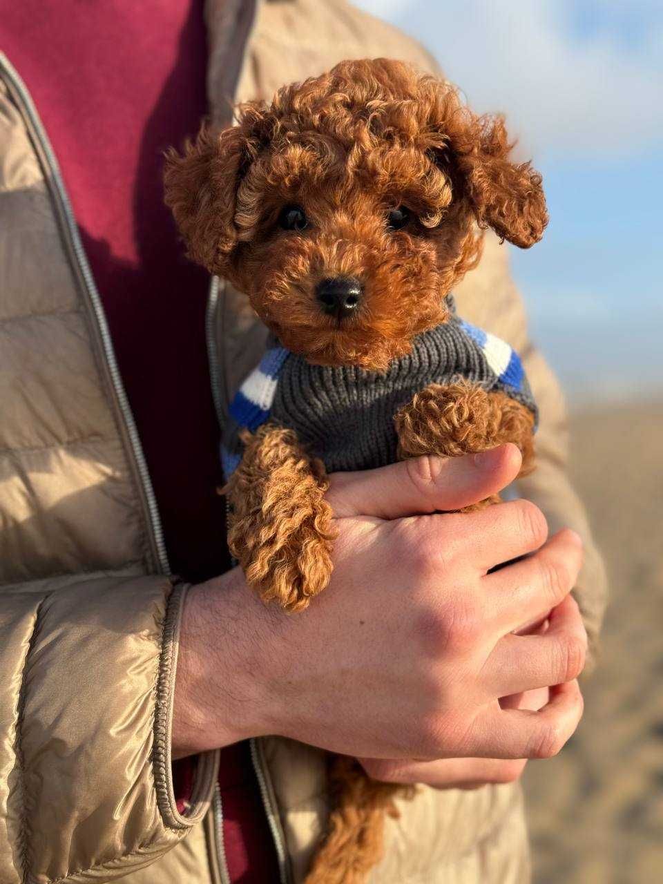 Toy Caniche Mini Micro Menino