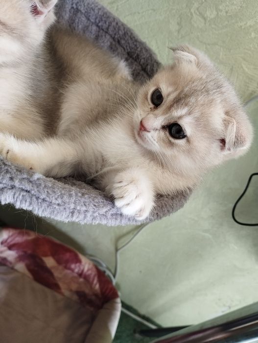 Золотая шиншилла