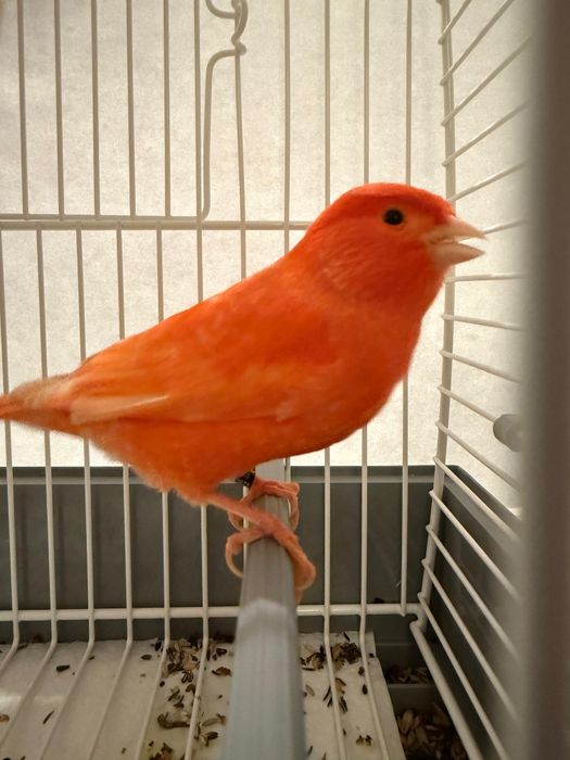 Canários Vermelho Lipocrómico