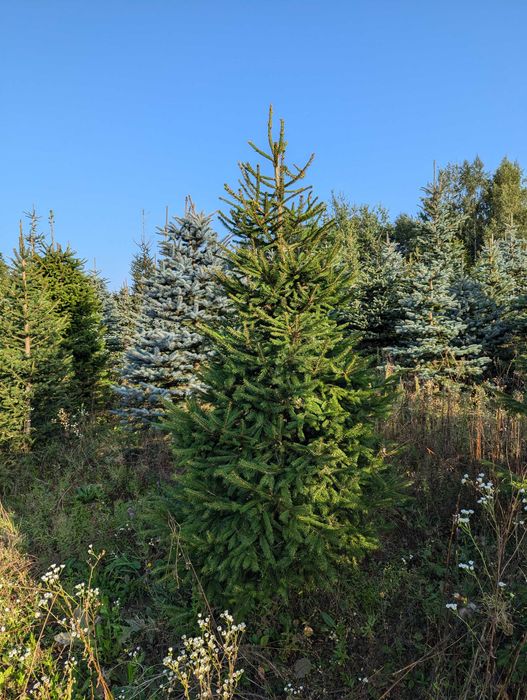 Choinki - Świerk Srebrny