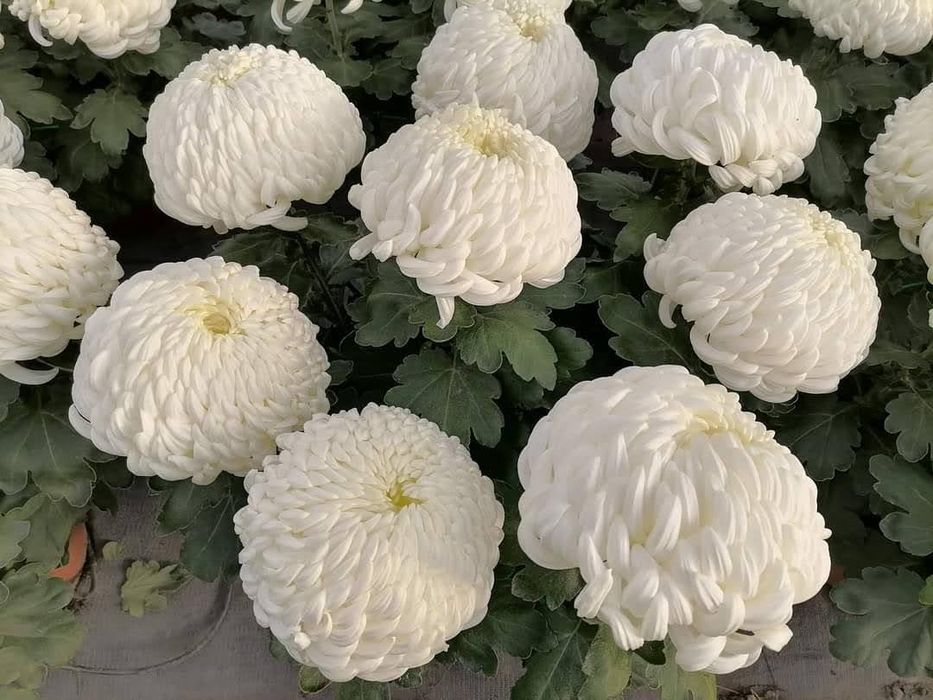 Chryzantemy wielkokwiatowe