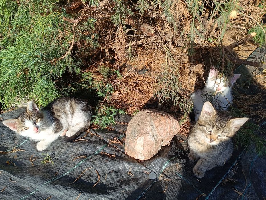 Oddam kotki za darmo