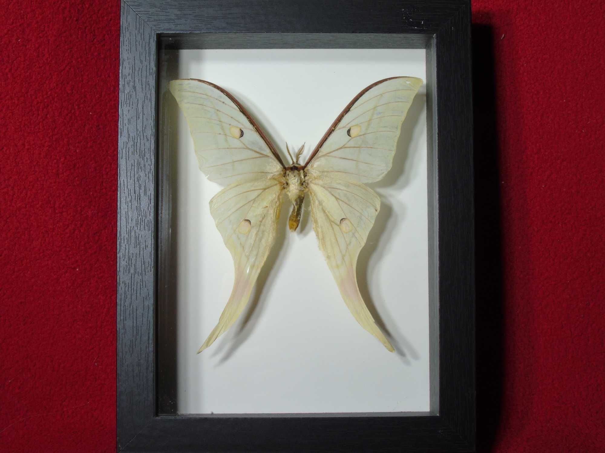 Motyl w ramce / gablotce 17 x 22 cm . Actias luna 130 mm .