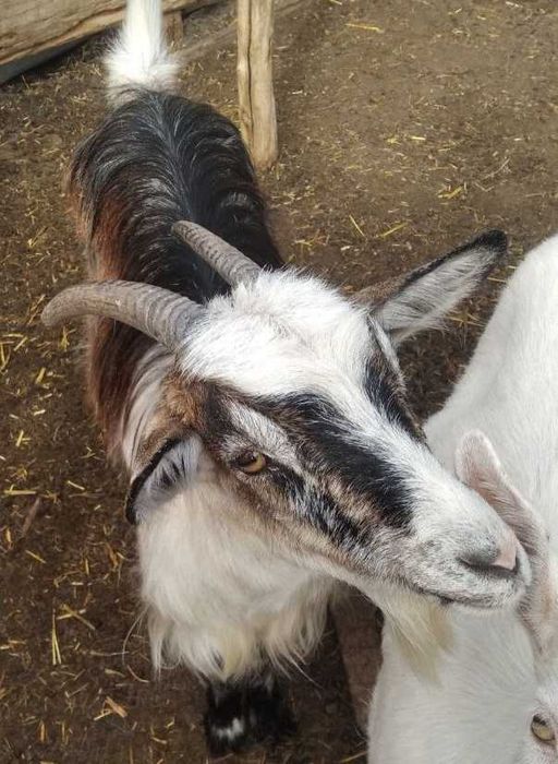 Продам молодих перспективних кіз