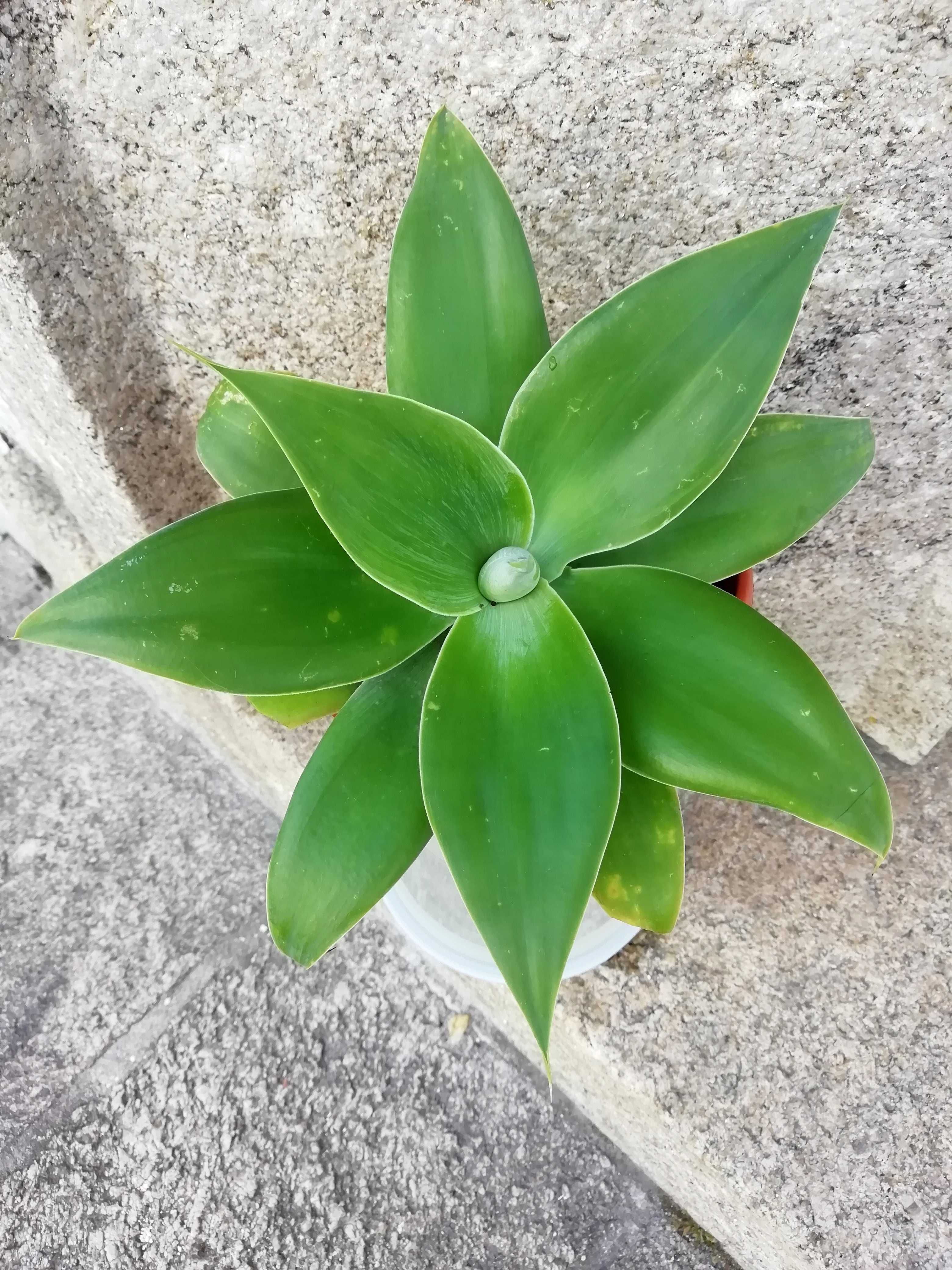 Planta suculenta Agave Attenuata em vaso - Dragão