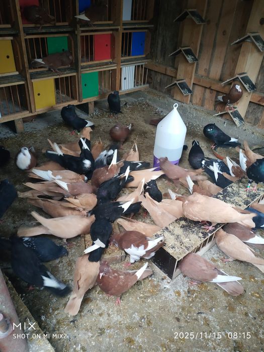 Gołębie sztaficery garłacze