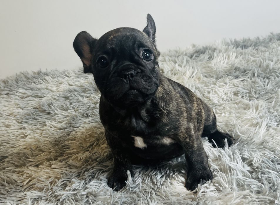 Buldog Francuski - pręgowana suczka ZKwP/FCI