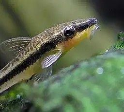 Otocinclus afinis otosek