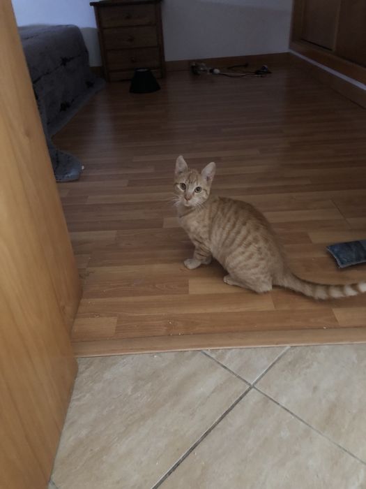 Gatinha bebé 4 meses esterelizada