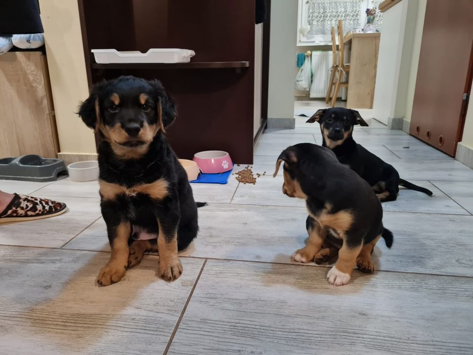 Pieski oddam za darmo w dobre ręce piesek szczenięta