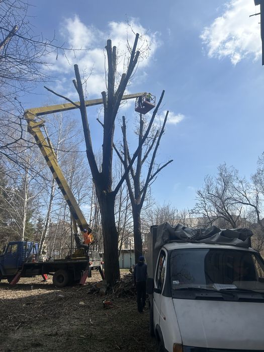 Спил дерев будь якої складності | Розчистка ділянок, вивіз сміття