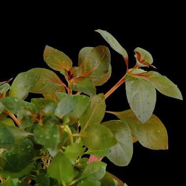 Ludwigia repens 'Rubin' – Planta aquática