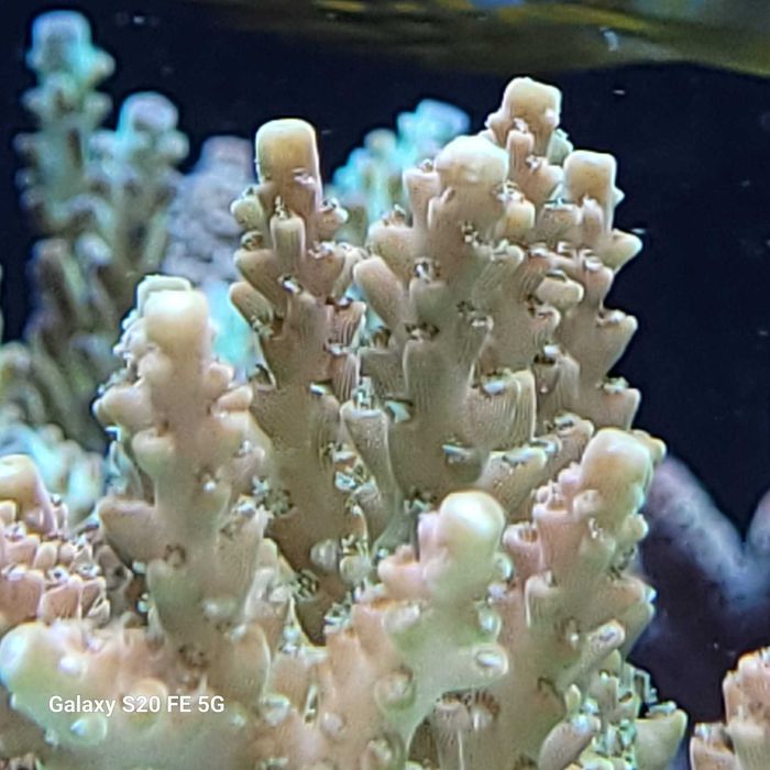 Acropora  koralowce sps szczepki akwarium morskie