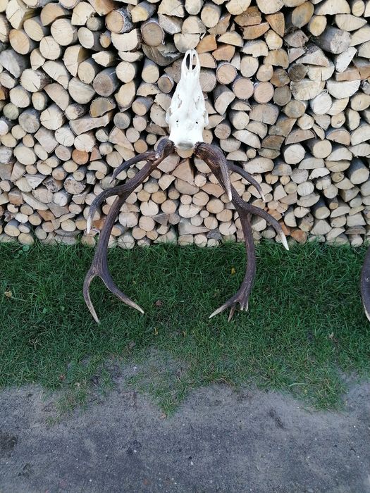 Poroże wieniec jelenia 12stak 6. 3kg