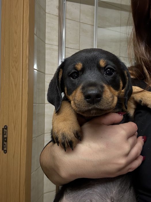 Caes bebes para adoção