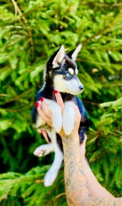 ‼️Рідкісні міні-хаскі / терміново розпродаємо щенят!договірна ціна