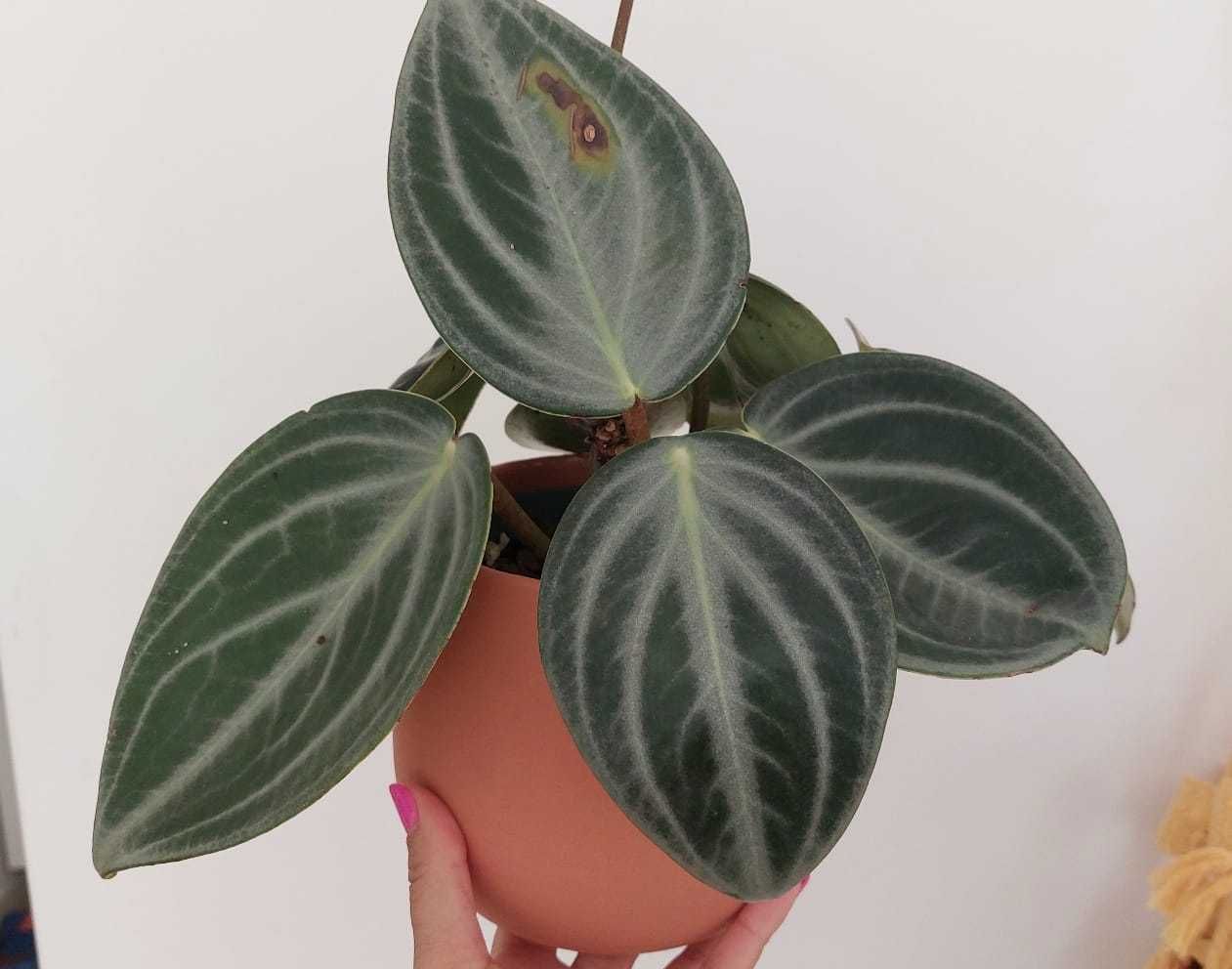 Planta Peperomia Sarcophylla